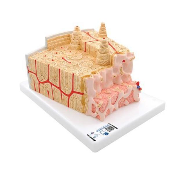 3B Scientific Bone structure model - w/ 3B Smart Anatomy 1000154